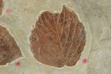 Plate of Seventeen Leaf Fossils - Glendive, Montana #188814-7